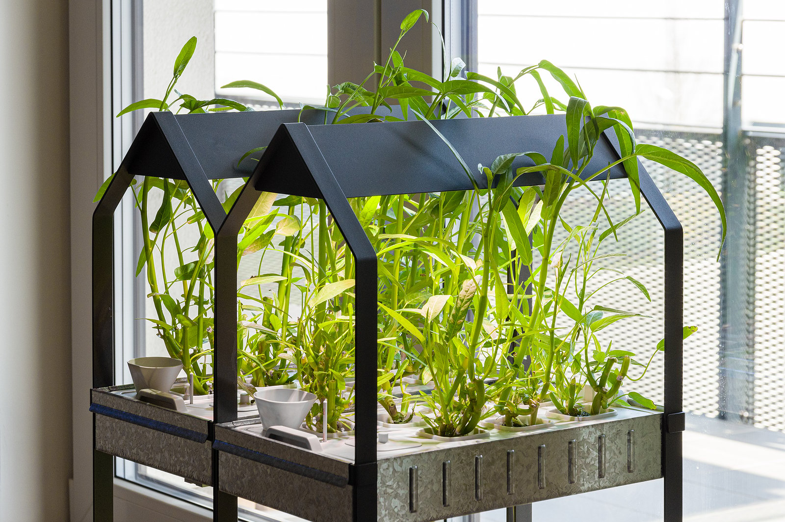 An indoor hydroponic garden